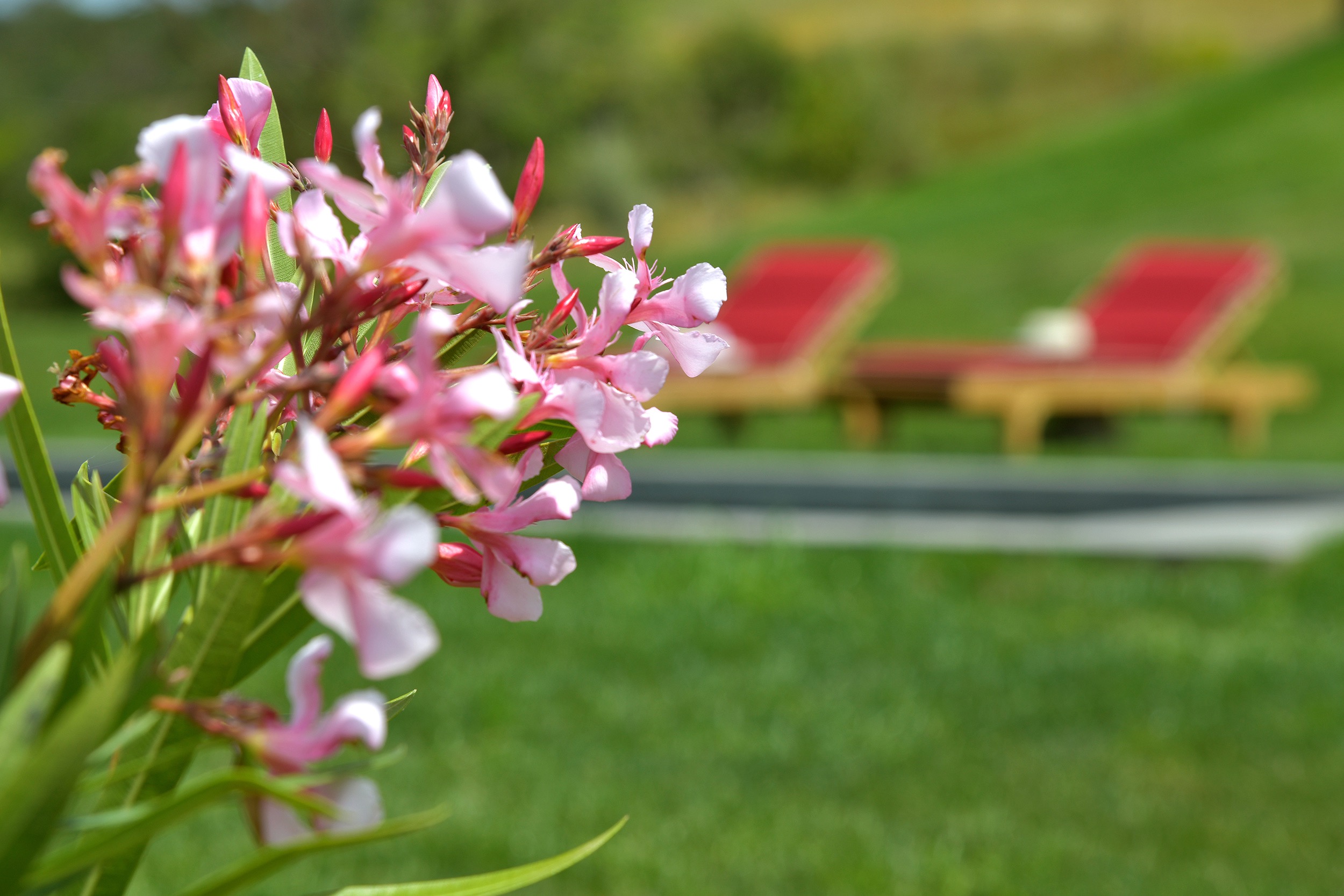 Tenuta Thun La Cerrettaia garden